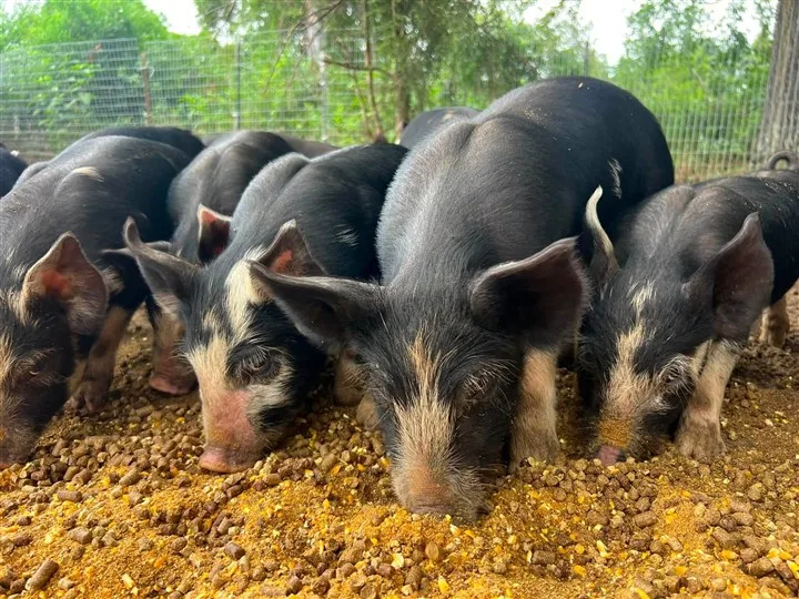 Young pigs gathered at a feeder on a Greenwood-area farm
